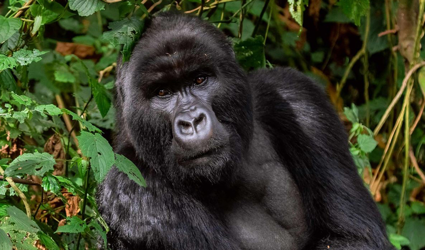 4 Days Gorilla Trekking Rwanda Safari