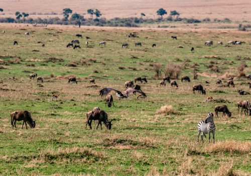 5 Days Exploring Masai Mara and Lake Nakuru