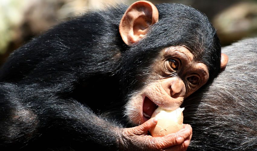 4 Days Chimpanzee Tracking Safari in Uganda