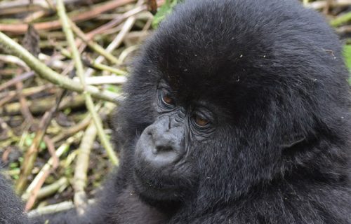 4 Days Magical Uganda Gorilla Trekking Experience