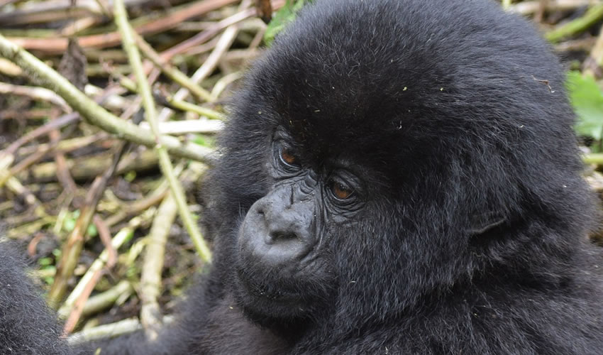 4 Days Magical Uganda Gorilla Trekking Experience