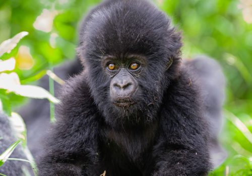 4 Days Rwanda Alluring Gorilla Trekking Adventure