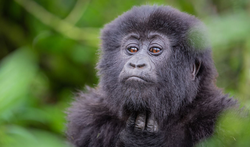 2 Days Rwanda Gorilla Trekking Adventure