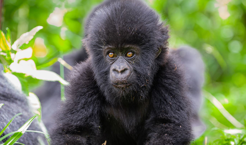4 Days Rwanda Alluring Gorilla Trekking Adventure