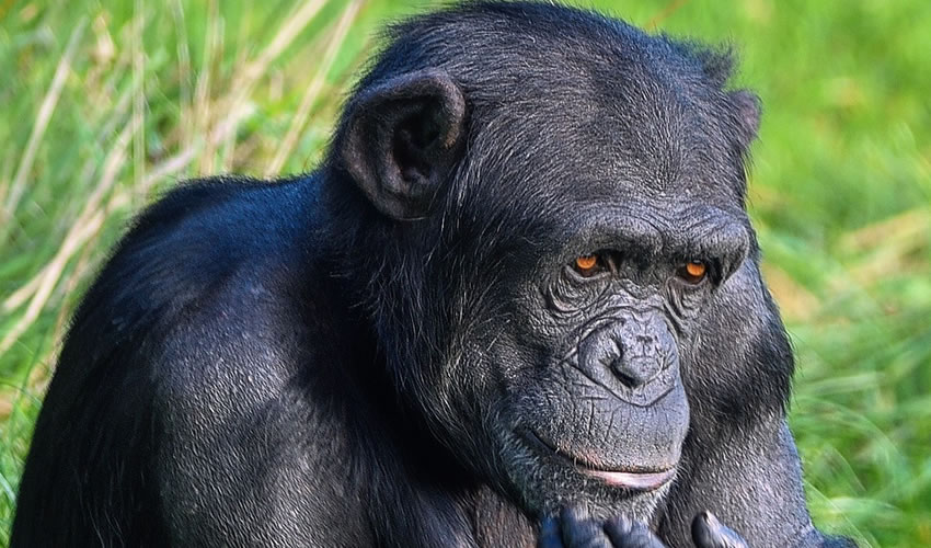 7 Days Double Primate Tracking Safari in Uganda