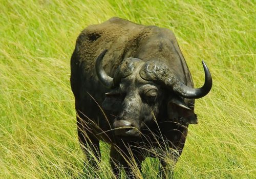 14 Days Best of Rwanda and Uganda Wildlife Safari