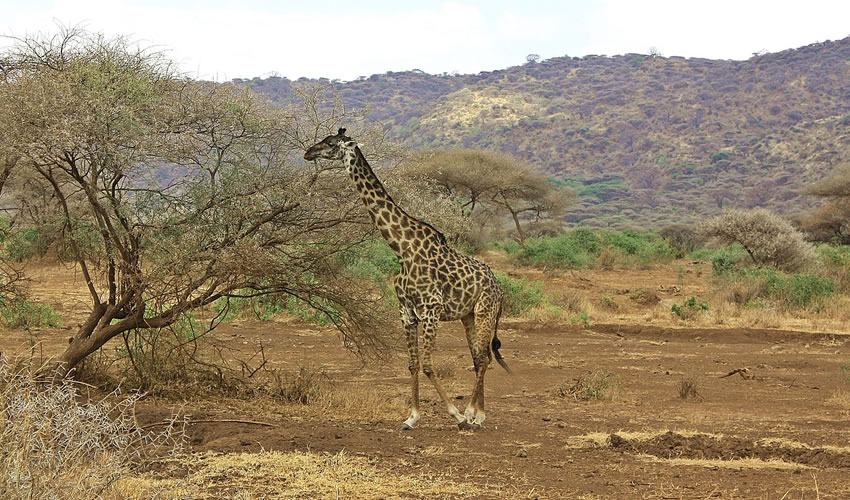 9 Days Wildlife Adventure in Tanzania