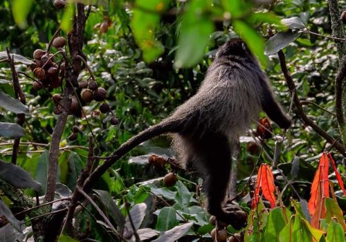 3 Days Primate Trekking Safari in Rwanda