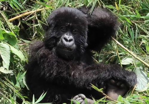 5 Days Gorilla Trekking Tour in Rwanda