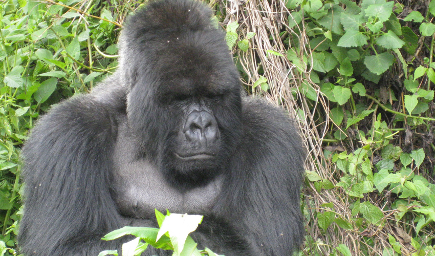4 Days Rwanda Gorilla Trekking Tour