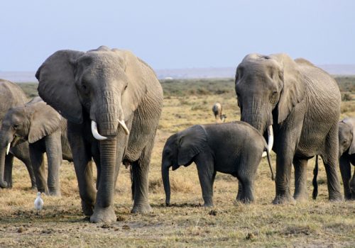 10 Days Wildlife Safari Tour in Kenya