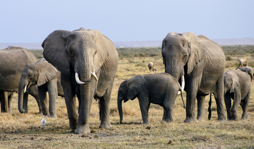 10 Days Wildlife Safari Tour in Kenya