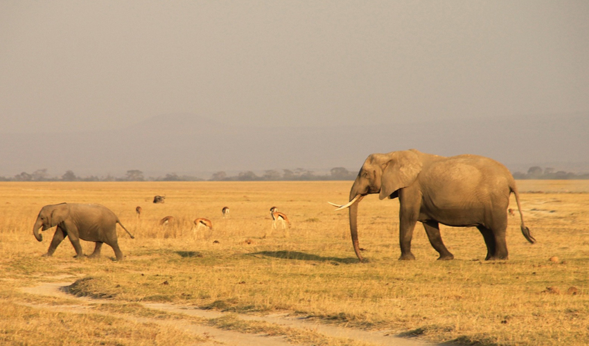 8 Days Classic Kenya Wildlife Safari