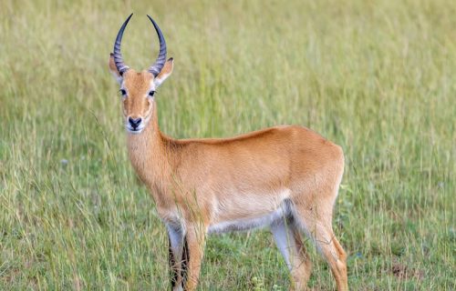 20 Days All Round Wildlife Safari in Uganda