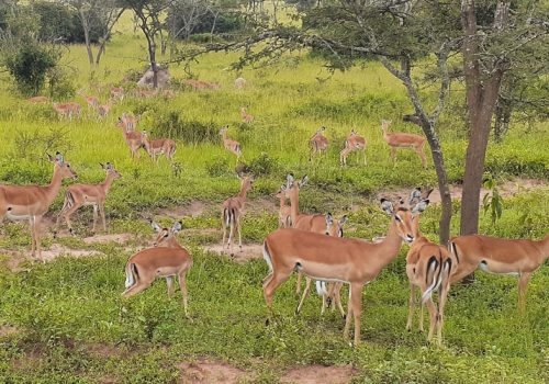 2 Day Akagera National Park Wildlife Safari