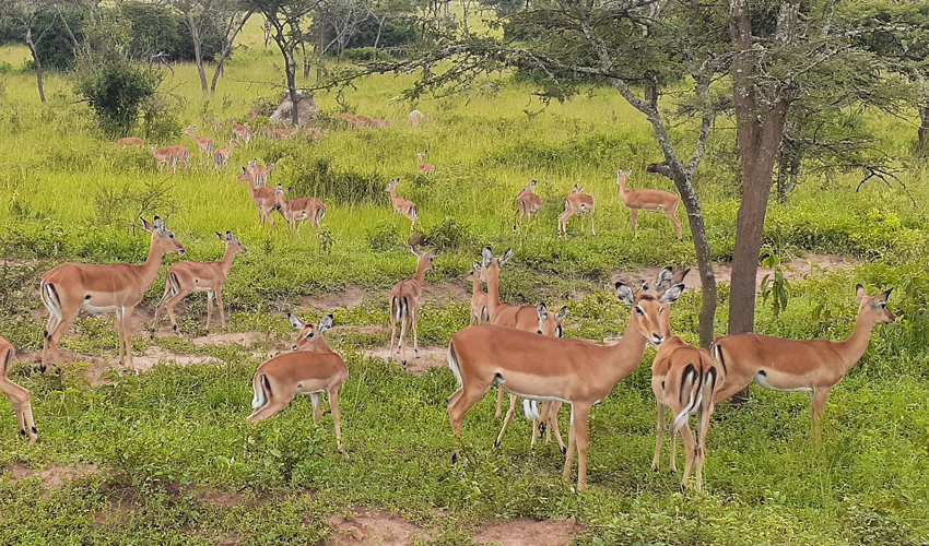 2 Day Akagera National Park Wildlife Safari