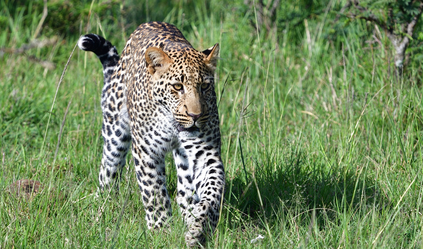 7 Days Best of Kenya Wildlife Safari
