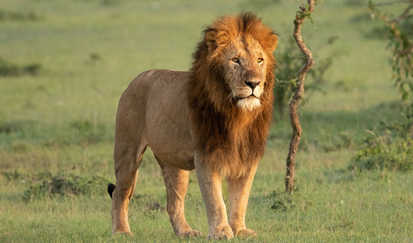 12 Days Uganda Wildlife Safari Adventure