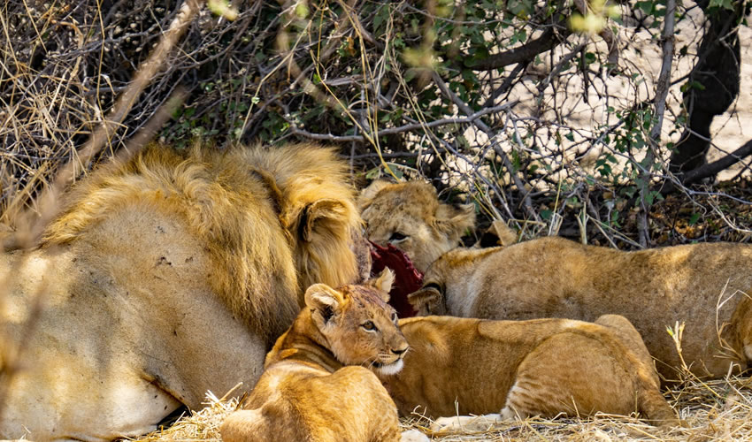 7 Days Tanzania Wildlife Safari Adventure