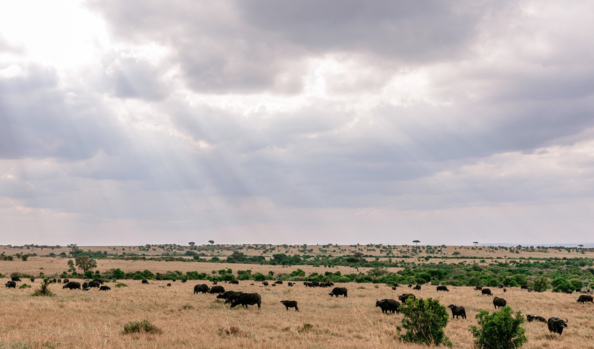 3 Days Masai Mara National Park Safari