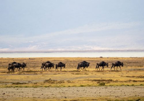 10 Days Ngorongoro Crater Wildlife Safari