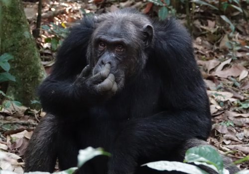 8 Days Best of Rwanda Wildlife Tour