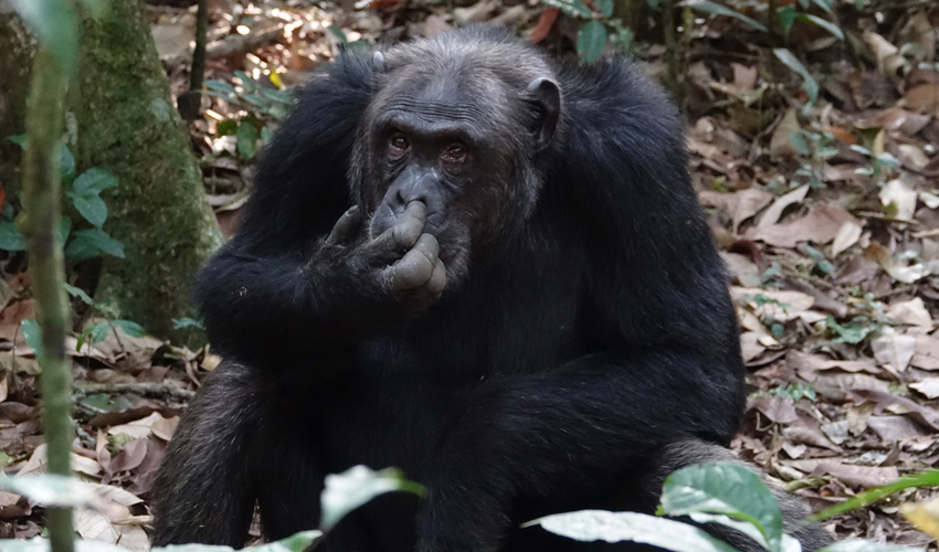 8 Days Best of Rwanda Wildlife Tour