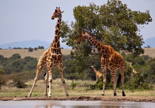 2 Days Kenya Tour to Samburu National Park