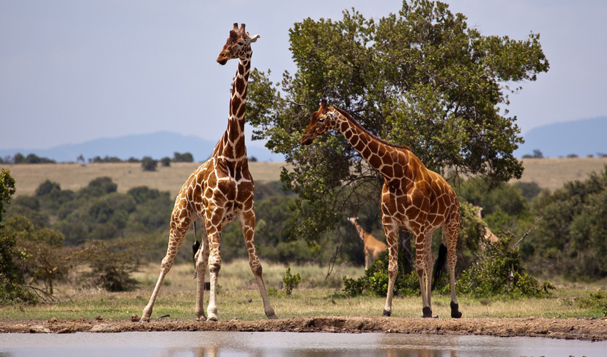 2 Days Kenya Tour to Samburu National Park