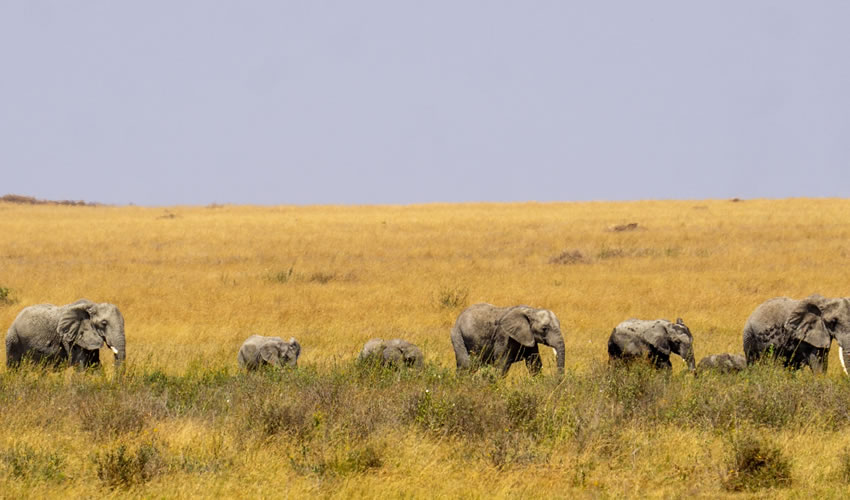 3 Days Tanzania Safari to Serengeti National Park