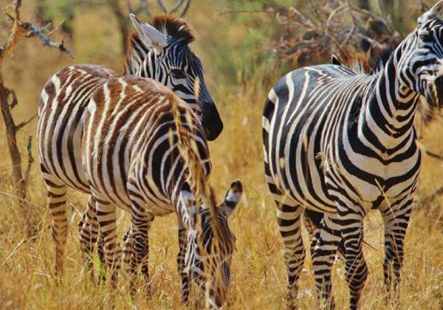 8 Days Exciting Tanzania Wildlife Tour