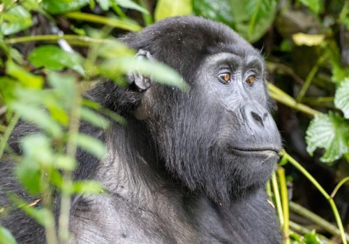 3 Days Gorilla Trekking Rwanda Safari