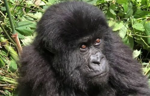 4 Days Bwindi Gorilla Trekking Tour