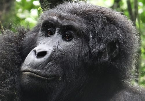 3 Days Rwanda Gorilla Trekking Adventure