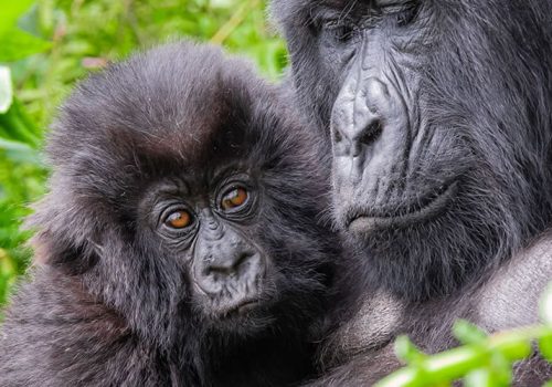 13 Days Rwanda and Uganda Gorilla Trekking Tour