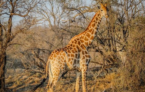 11 Days Incredible Wildlife Safari in Uganda