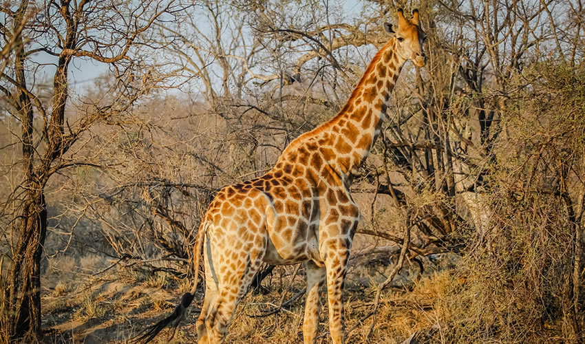 11 Days Incredible Wildlife Safari in Uganda
