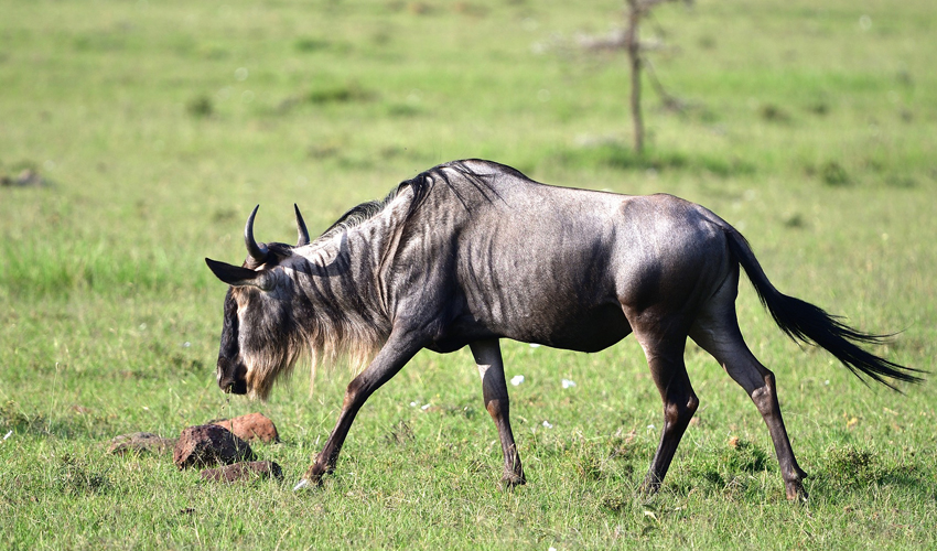 8 Days Kenya Wildlife Safari Tour