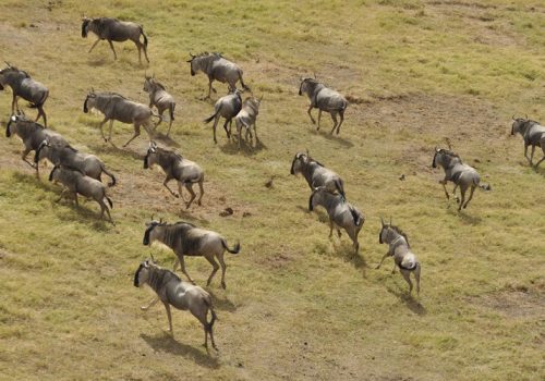 4 Days Kenya Wildlife Safari to Masai Mara