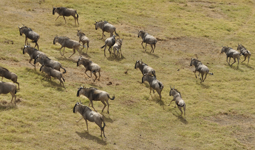 4 Days Kenya Wildlife Safari to Masai Mara