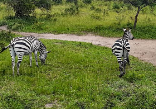 9 Days Incredible Wildlife Safari in Rwanda