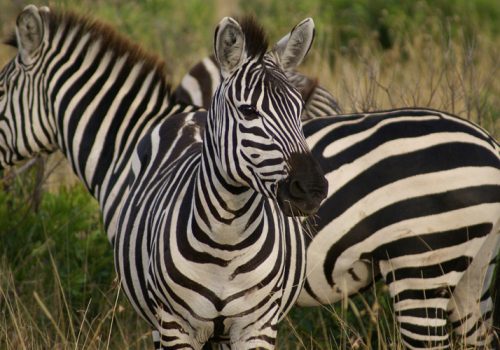 6 Days Akagera National Park Safari