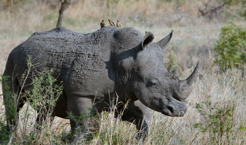 Rhino Tracking at Ziwa Rhino Sanctuary