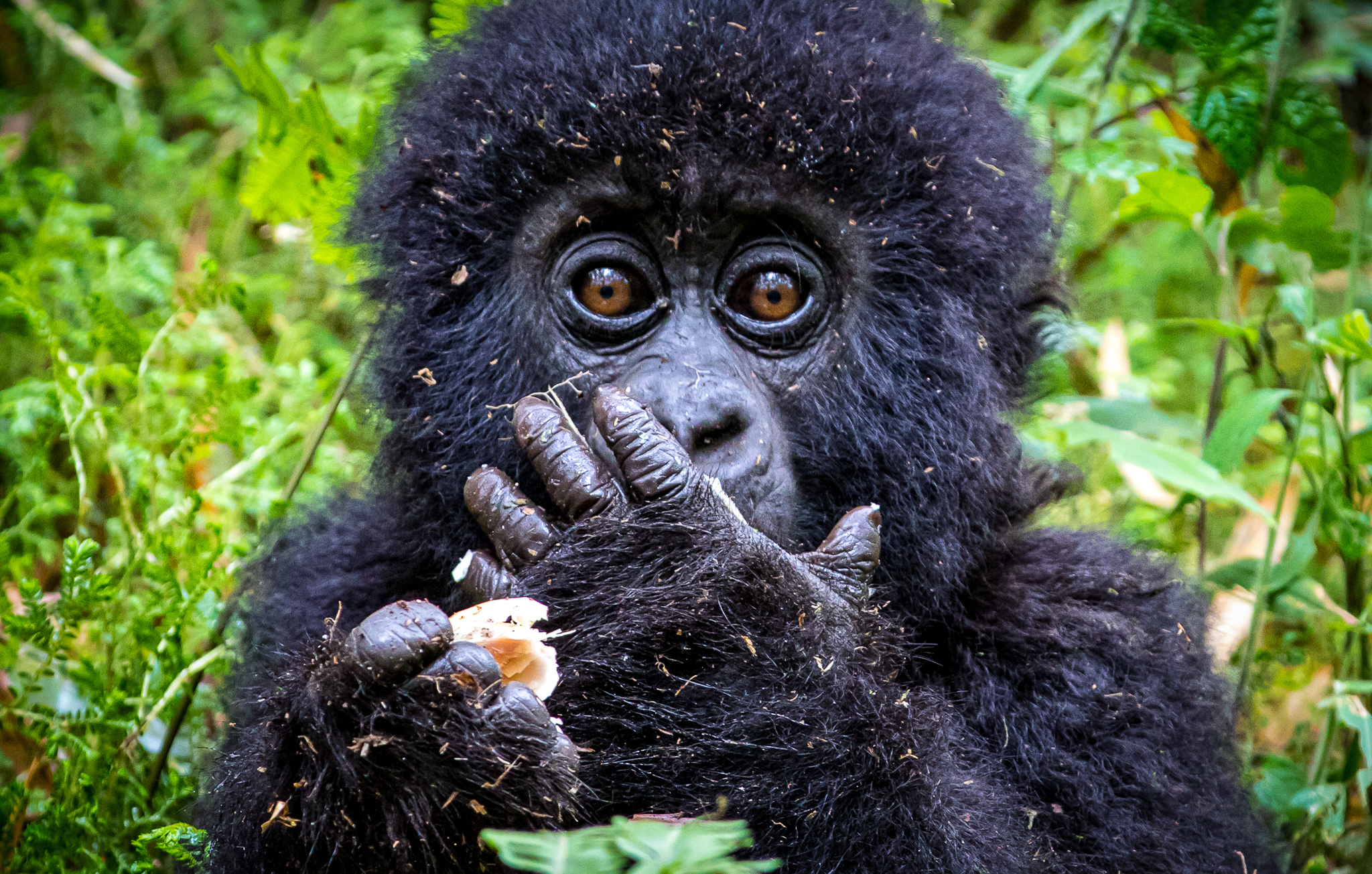 Gorilla Trekking Safaris in Uganda