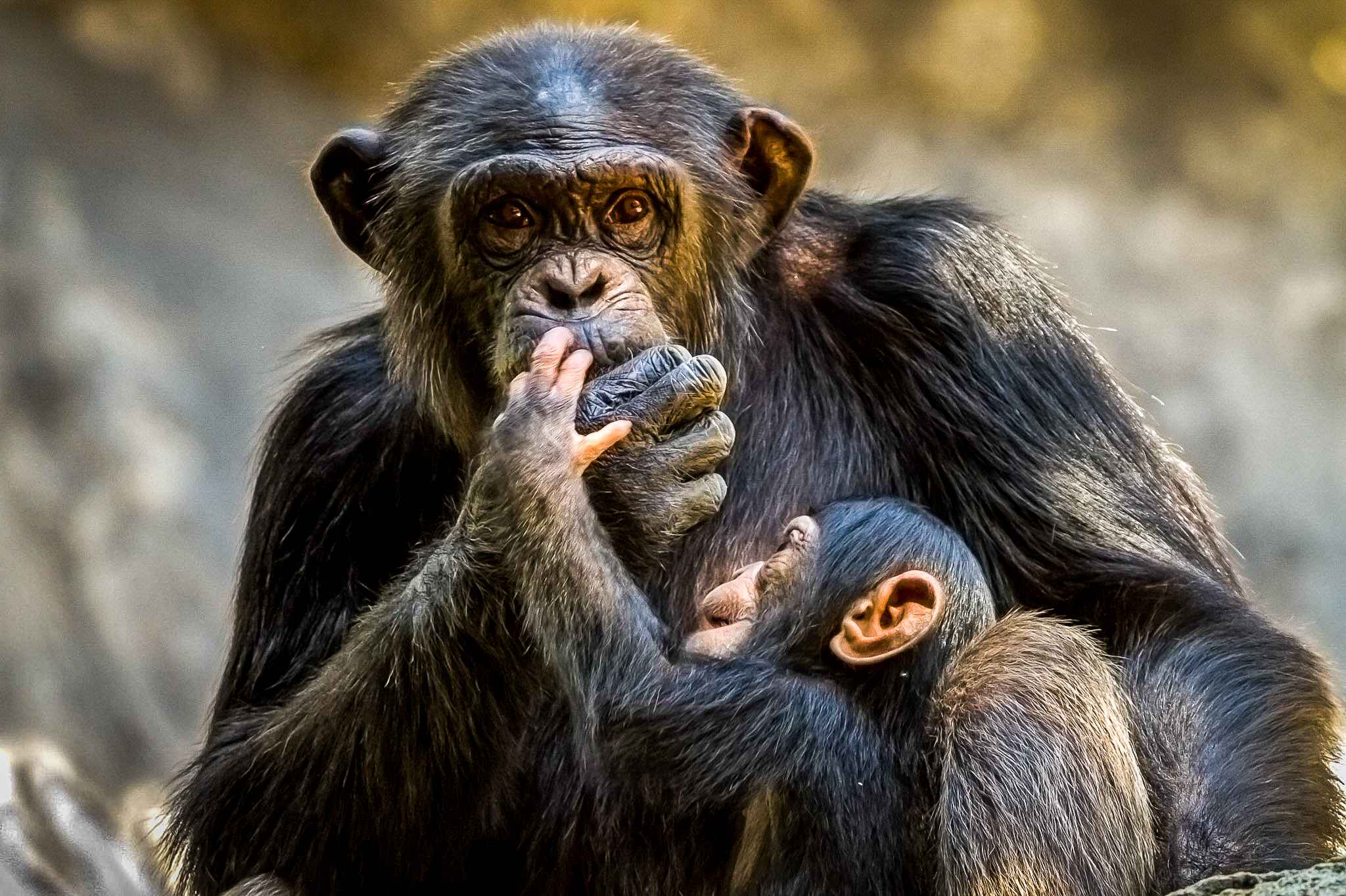 Chimpanzee-trekking-in-Kibale-National-park.jpg