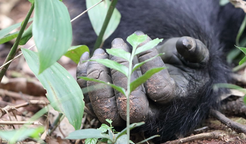 3 Day Chimpanzee Trekking in Nyungwe
