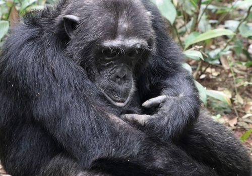 2 Day Chimpanzee Trekking in Nyungwe