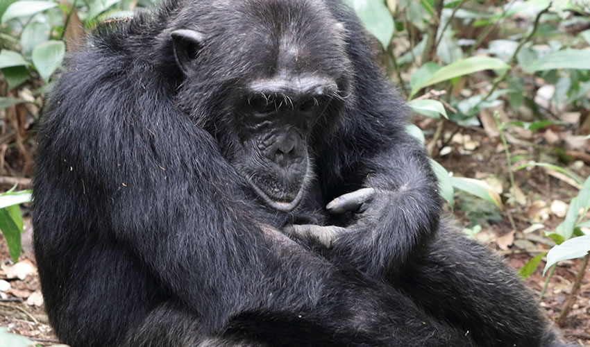 2 Day Chimpanzee Trekking in Nyungwe
